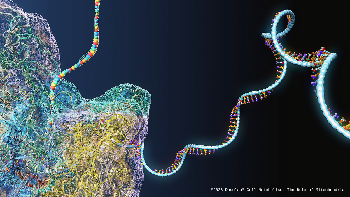 Cell Metabolism: The Role of Mitochondria – DOSELAB